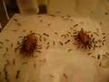 Pheidole Jordanica
