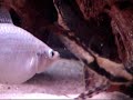 clown loach and friends eating wafers