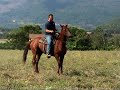 Cavallo sauro(prima parte)