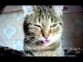 happy cat