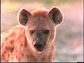 Lions vs Hyenas Pt2