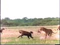 Lions vs Hyenas Pt2