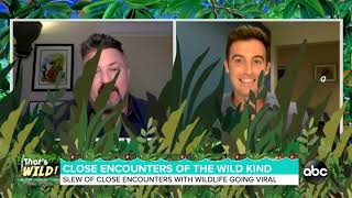 That's Wild: More Close Encounters With Animals Going Viral (World News Now)