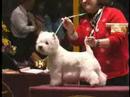 Final da competição de westies - Westminster 2006 Final da competição de westies - Westminster 2006