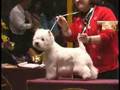 Final da competição de westies - Westminster 2006