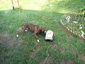 MUST DESTROY TOY