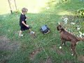 MUST DESTROY TOY