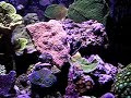 My 24g aquapod aquarium mixed reef