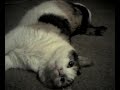 Japanese Bobtail Drags Herself Across the Carpet Japanese Bobtail Drags Herself Across the Carpet