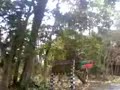 KAZIRANGA , ASSAM