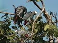 African Grey Parrots waking up in Cameroon