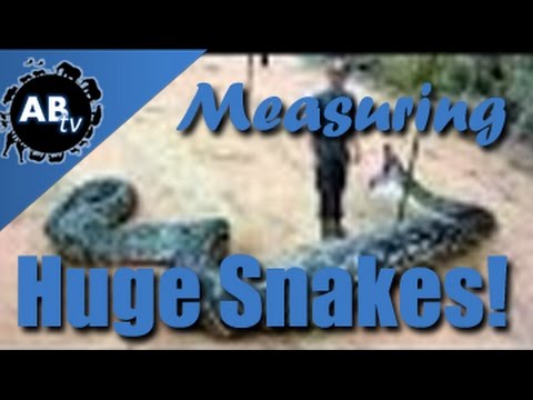 YouTube reptile video