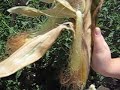 Mutated Corn Stalk