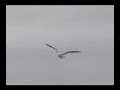 situación de los pescadores de caleta portales