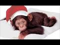 Garage Band Monkey
