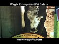 Wag N Commercial Wag N Commercial
