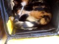 Ninja the cat venturing into the cat carrier
