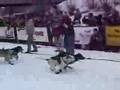 Yukon-Quest-3