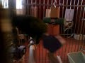 parrot squaking away