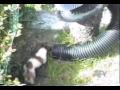 Funny Animal Video compilation