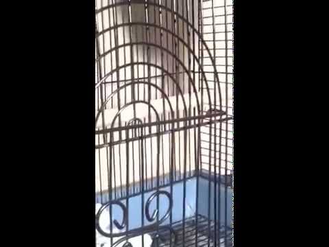 how to care for a zebra finch