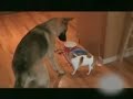 Funny Dog Videos!
