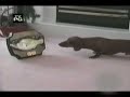 Funny Dog Videos!