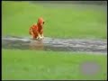Funny Dog Videos!