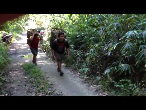 how to harvest durian