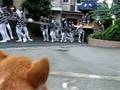 大音量に恐怖！　　コーギー