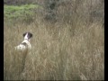 English Pointer