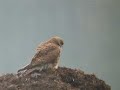 Torenvalk, Kestrel