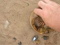 Horseshoe crab molt Horseshoe crab molt
