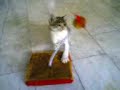 cat playing toy cat playing toy