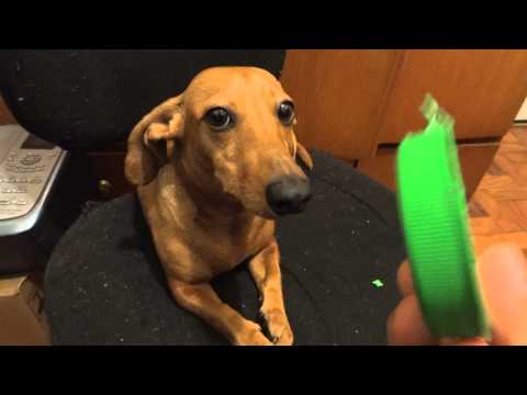 JUNIOR - Levando bronca porque mordeu a tampinha do mel - Cachorro Salsicha