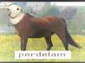 Er staat een paard in de gang