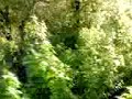 P. Miercurea Ciuc - Galati Nord intra in tunel