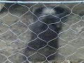 Dancing Porcupine