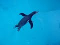 Humbold Pinguine im K�lner Zoo