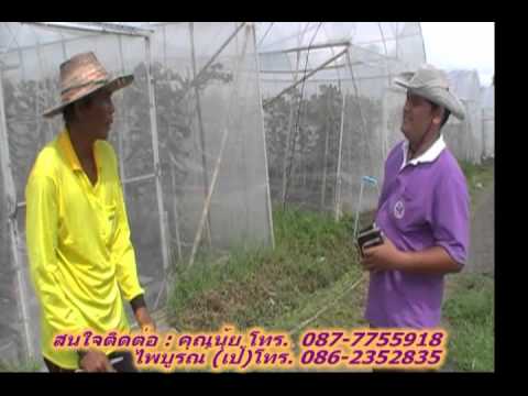 การปลูกเมล่อน - การดูแลขยายพันธุ์ผลเมล่อนเพิ่มผลผลิตต้นเมล่อนให้ใหญ่ดกรสหวานได้มาตรฐานการส่งออกทั้...
