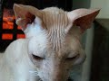 Loki's Moment of Zen