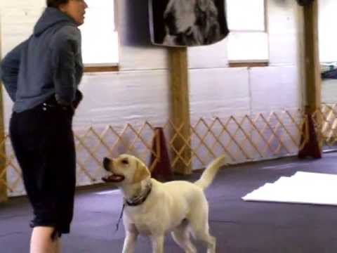 White Lab in Training for AKC Obedience–only one yr old– 1 of 3 videos
