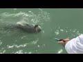 Tarpon Tango! CHEW ON THIS fishing show with Capt Ben Tarpon Tango! CHEW ON THIS fishing show with Capt Ben