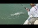 Tarpon Tango! CHEW ON THIS fishing show with Capt Ben
