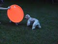 The Most Amazing Thing Ever (you must watch this)
