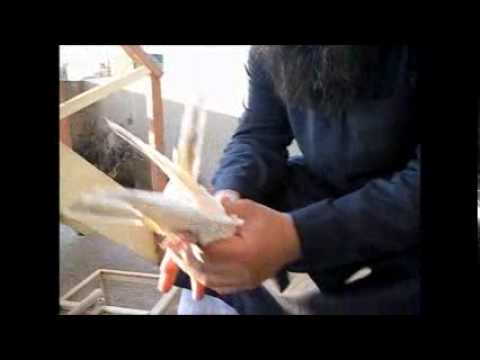 الحمام المصري - الصوافه - الجزء الاول Egyptian pigeon -SAFI- Part 1