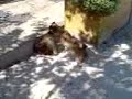 Pyrenean  sheepdog puppies playing