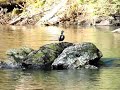 HARLEQUIN DUCKS AFOGNAK ISLAND