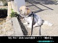 Shih tzuの散歩・・・眺めてる姿と痒いので掻いている姿