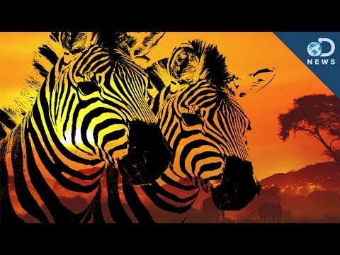 how to help zebras